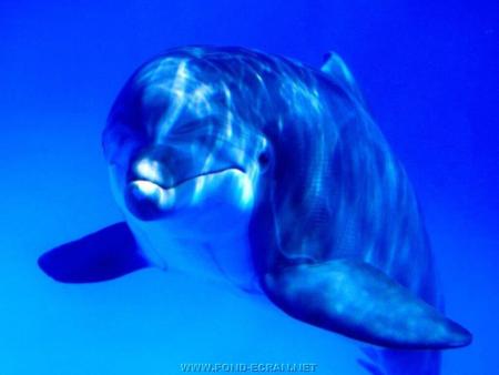 dauphins