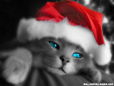 chat chat moi lol